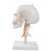 Cráneo sobre columna vertebral
